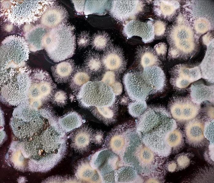 Image of mold spores