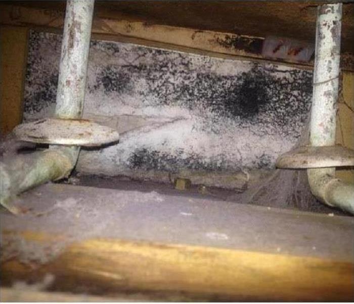 Mold growth in a residential home. 