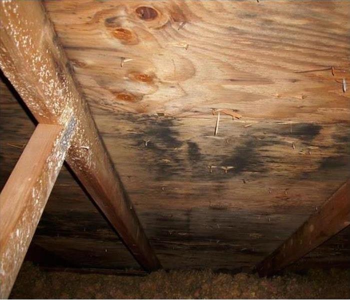 Mold in an attic