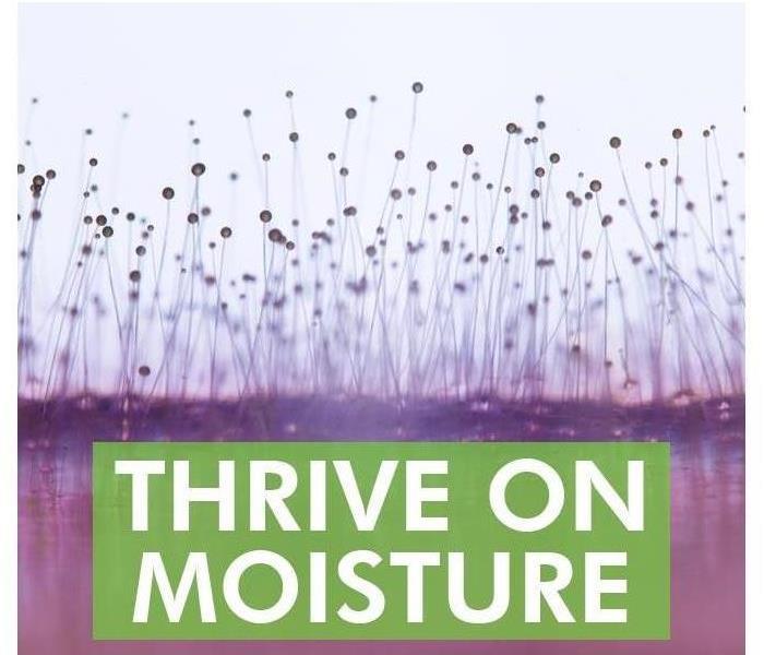 Image of mold with letters stating "Thrive on moisture"