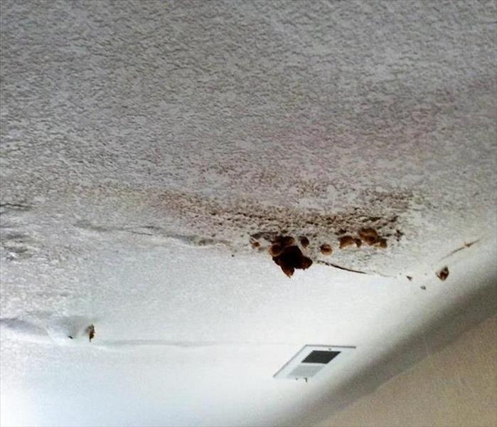 Mold after Ceiling Water Damage